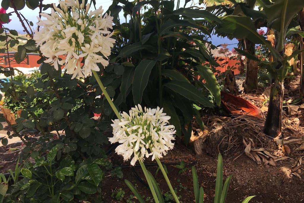Finca La Romera La Orotava Dış mekan fotoğraf